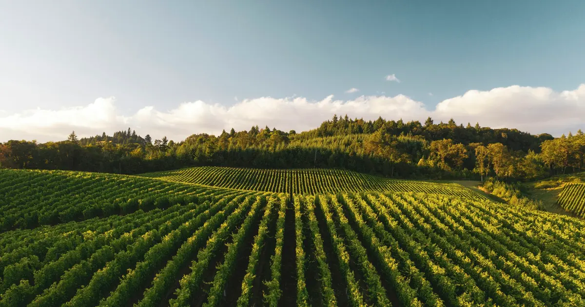 Développement d'Application de Gestion pour Vignobles et Domaines Viticoles